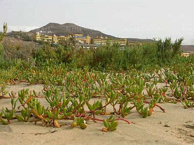 wohnen und schlafen_barcelo jandia playa mar galeria 16