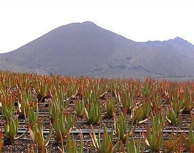Aloe Vera. Anbau der beliebten Wunderpflanze nahe Valles de Ortega.