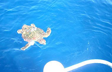Karettschildkröte vor  Fuerteventura