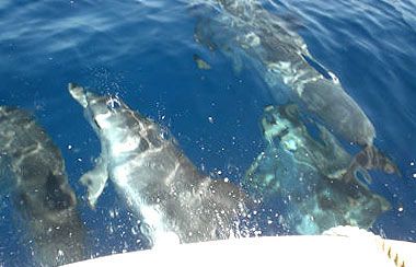 Delfine im Atlantik vor Fuerteventura