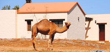 kamele auf fuerteventura