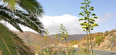 Inselzentrum Fuerteventura