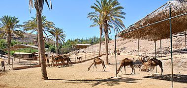 Kamele im Oasis Park