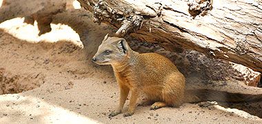 Tiere im Oasis Park auf Fuerteventura