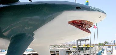 Hai, Delfine und Wale können schon mal vor Fuerteventura gesichtet werden