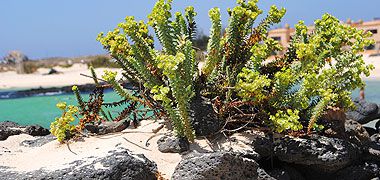 pflanzen auf fuerteventura