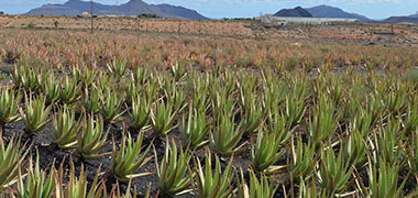 Aloe Vera gedeiht gut auf Fuerteventura