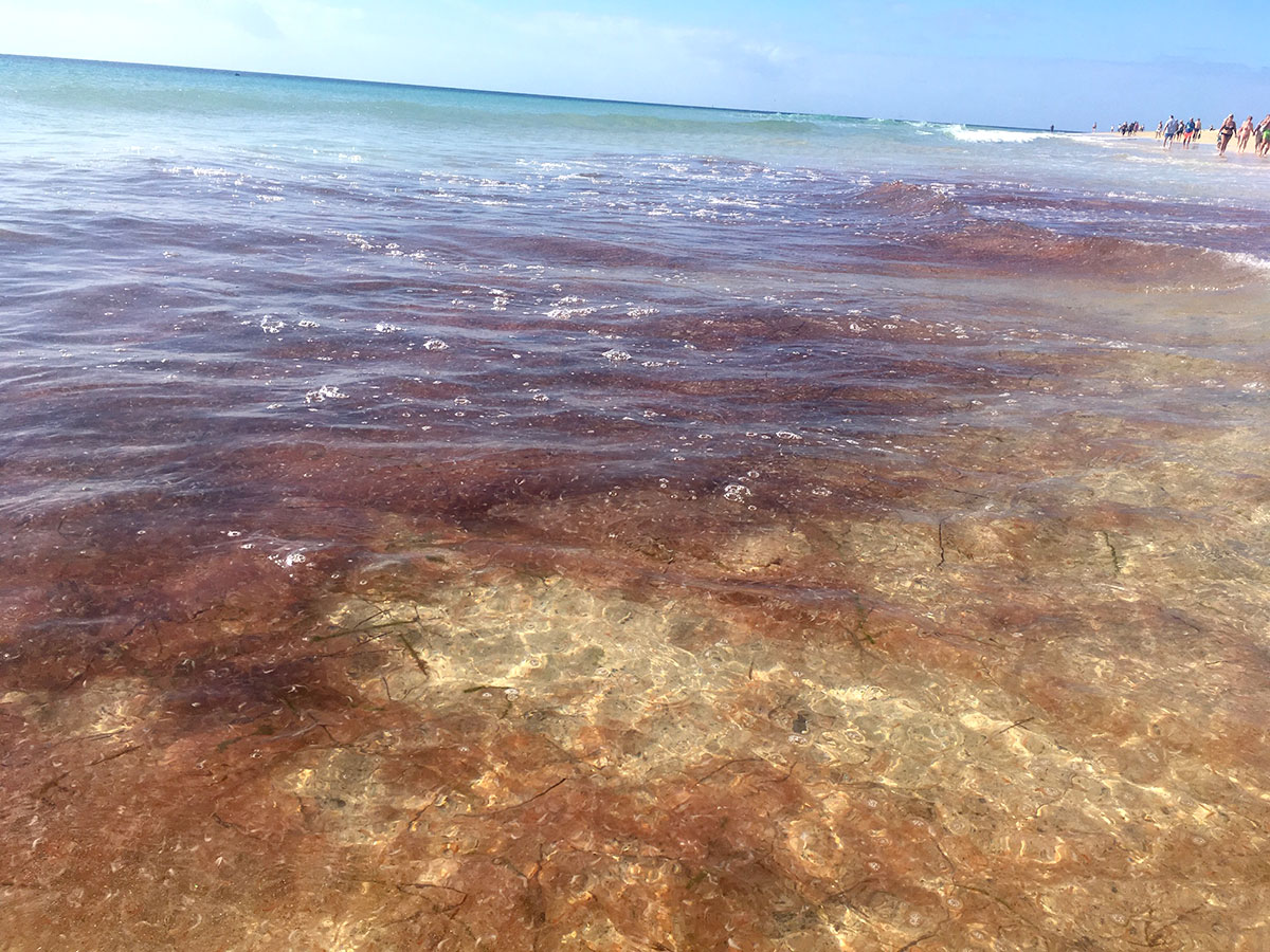 krill anschwemmung in jandia dezember 2019